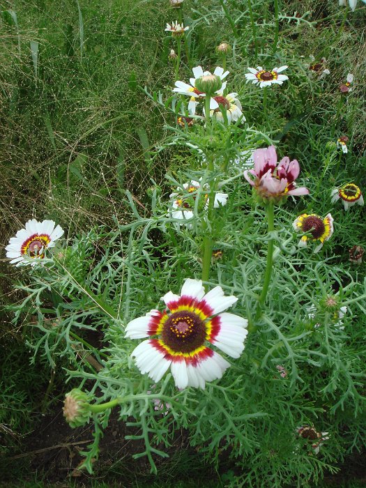 Chrysanthemum carinatum 'Oeil de chouette'